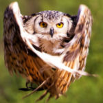 Profile photo of hobbit